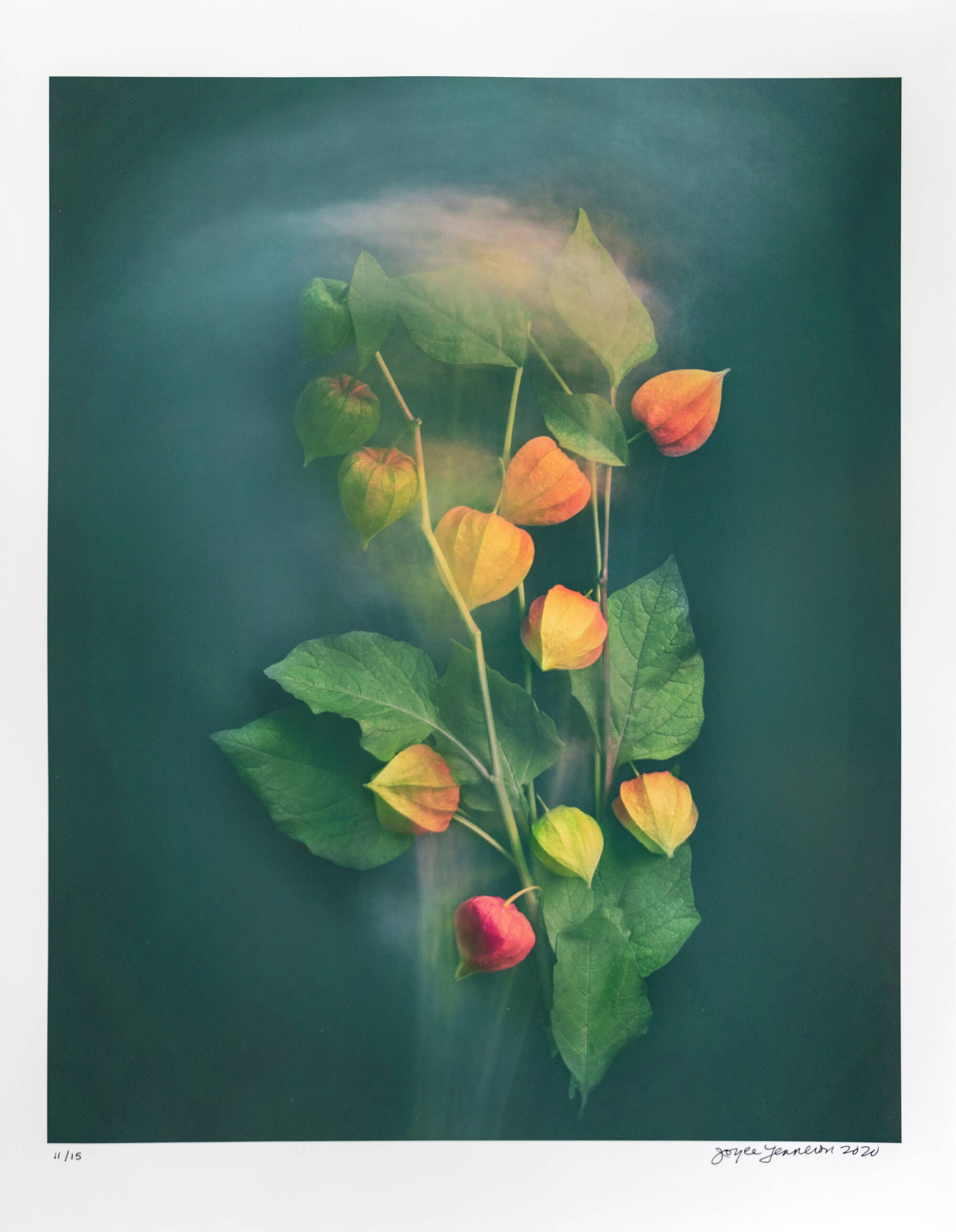 Color photograph of a bunch of chinese lantern flowers with a slight blur around them.